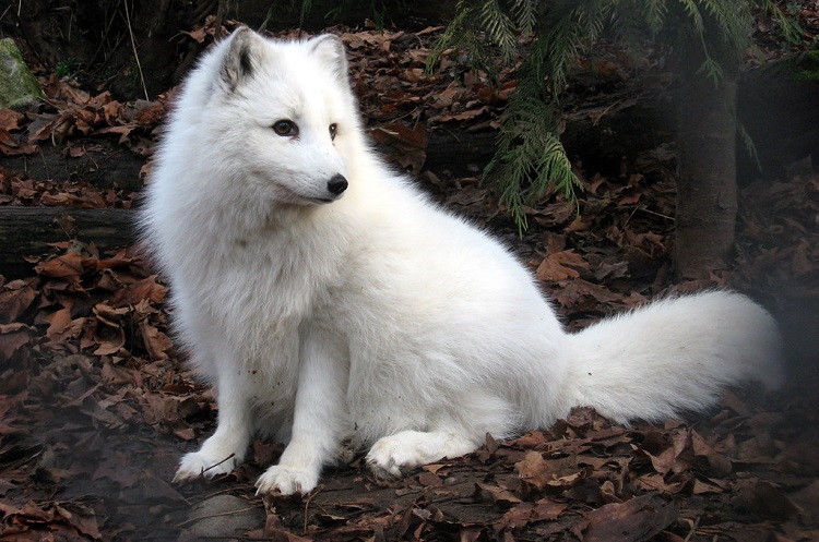 Arctic Fox